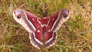 The Story of the Red Moth